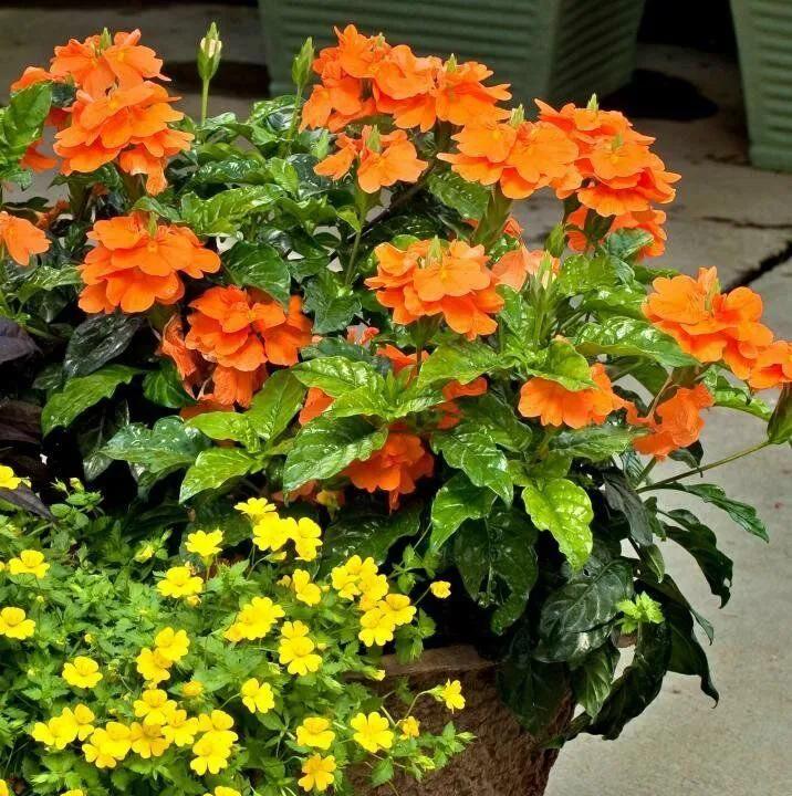 每一种花朵都有它的独特风格,那些让你惊艳的花朵