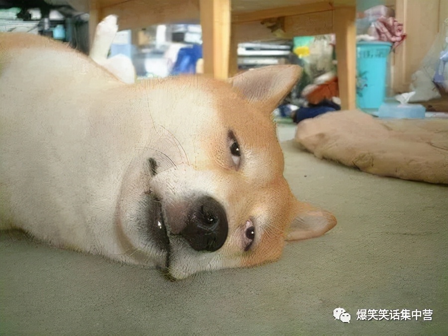 幽默风趣的俏皮句子句句都是笑点,六年级小品碰瓷幽默风趣笑点极高