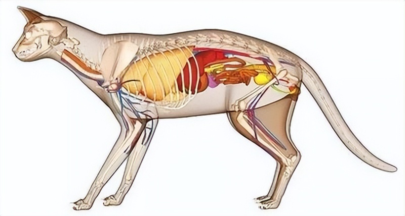 科普｜猫咪的肝病究竟是什么？本文告诉你如何预防