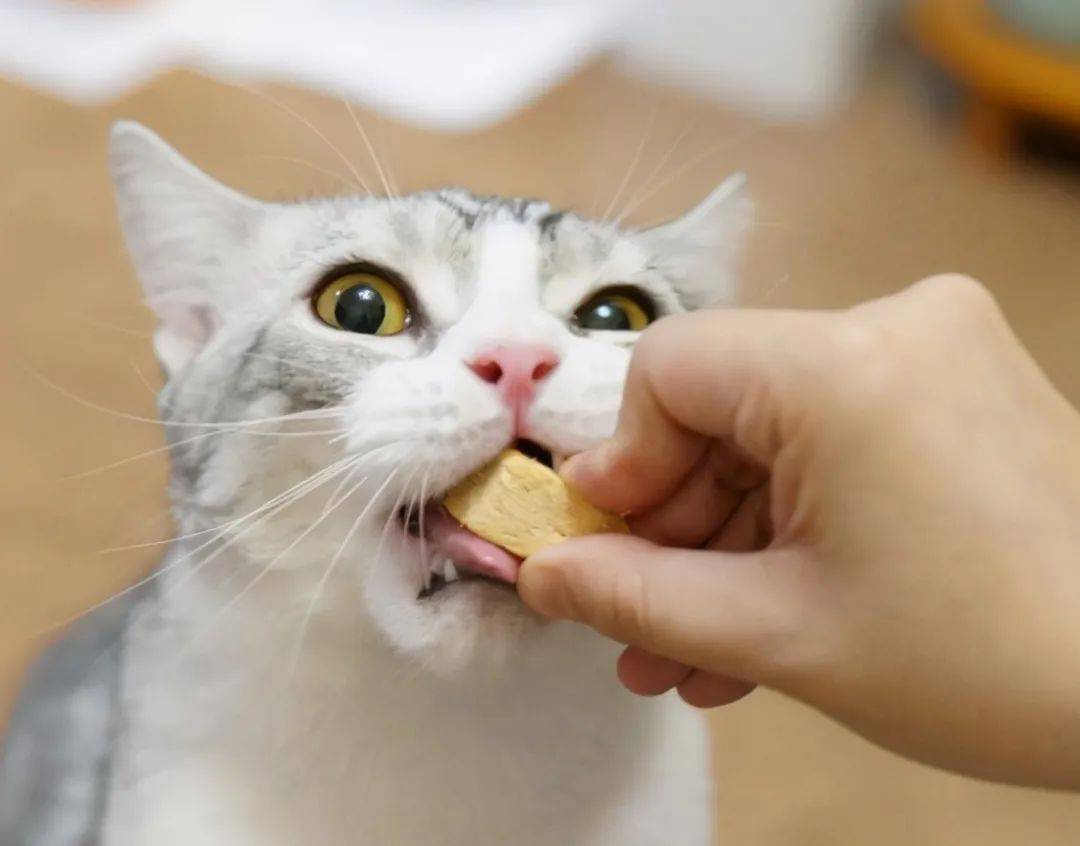 猫喂药喂不进去怎么办,给猫喂糖浆喂药技巧