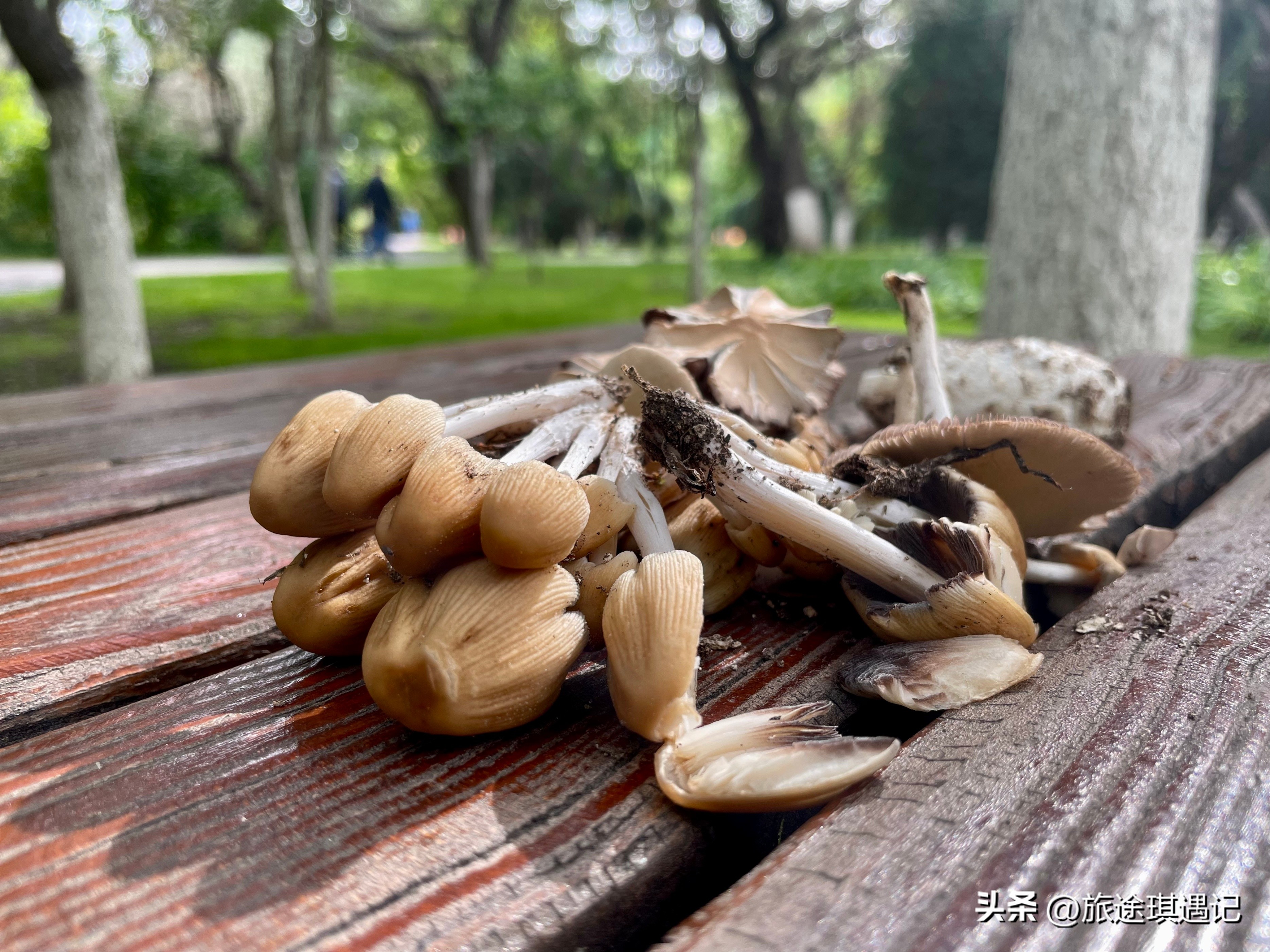 因矿而生因企设市，工业城市金昌绿化让人惊喜，甘肃的宜居城市