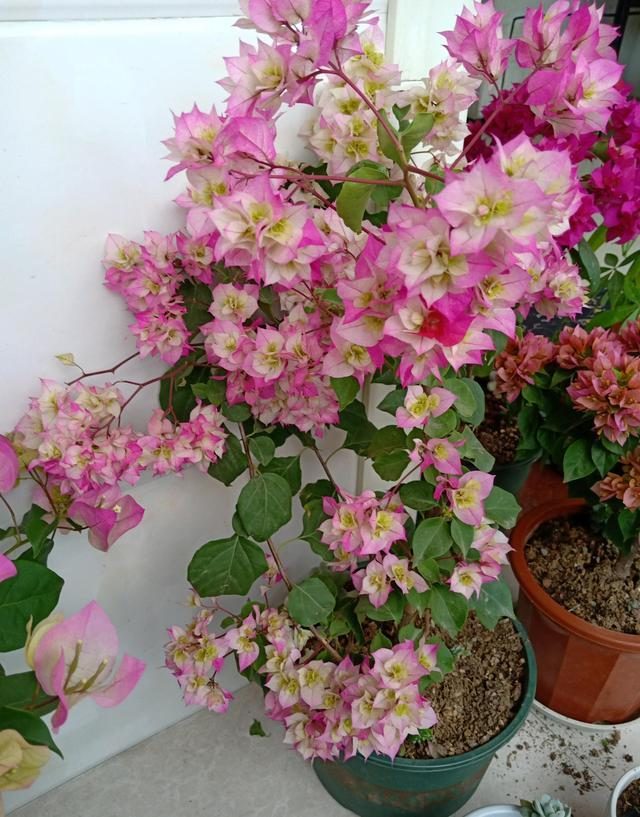 10种公认最好养的花三角梅,十种勤花三角梅