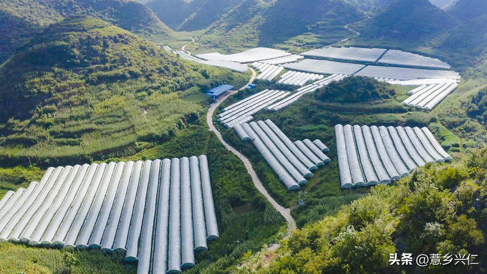 大凉山阳光玫瑰采摘,大阳光玫瑰各地采摘时间