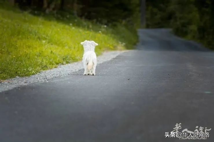 宠物遗弃的例子有哪些,法国遗弃宠物最高将可判三年