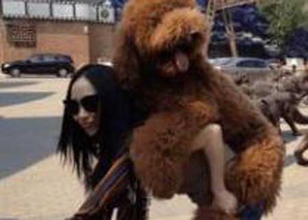 体长35厘米的泰迪超准体重,泰迪的身高体长比例是多少