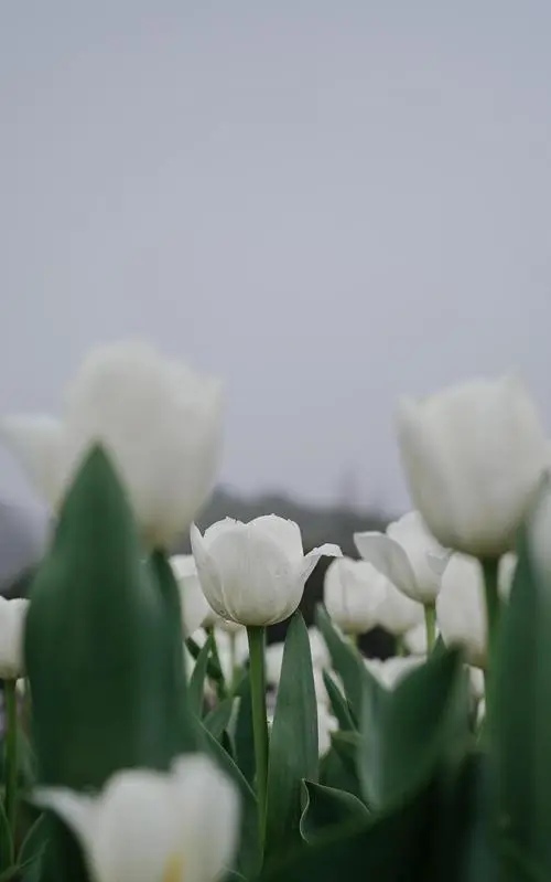 人生要想活得优雅美丽句子,不要忘记自己的优雅和美丽