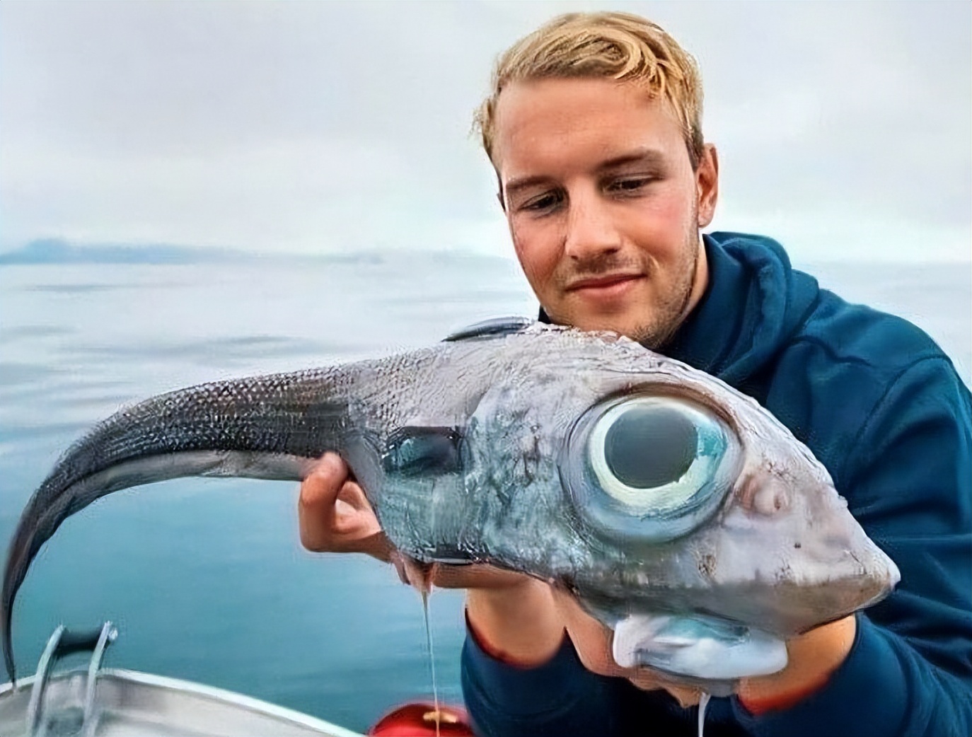 有没有人觉得猫头鹰长得很可怕,猫头鹰真正的照片