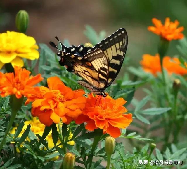 花儿朵朵开，香艳惹人爱，闻香觅花来，弄花香满衣