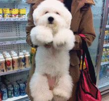 养比熊的都进来，不要再让“悲剧”发生了