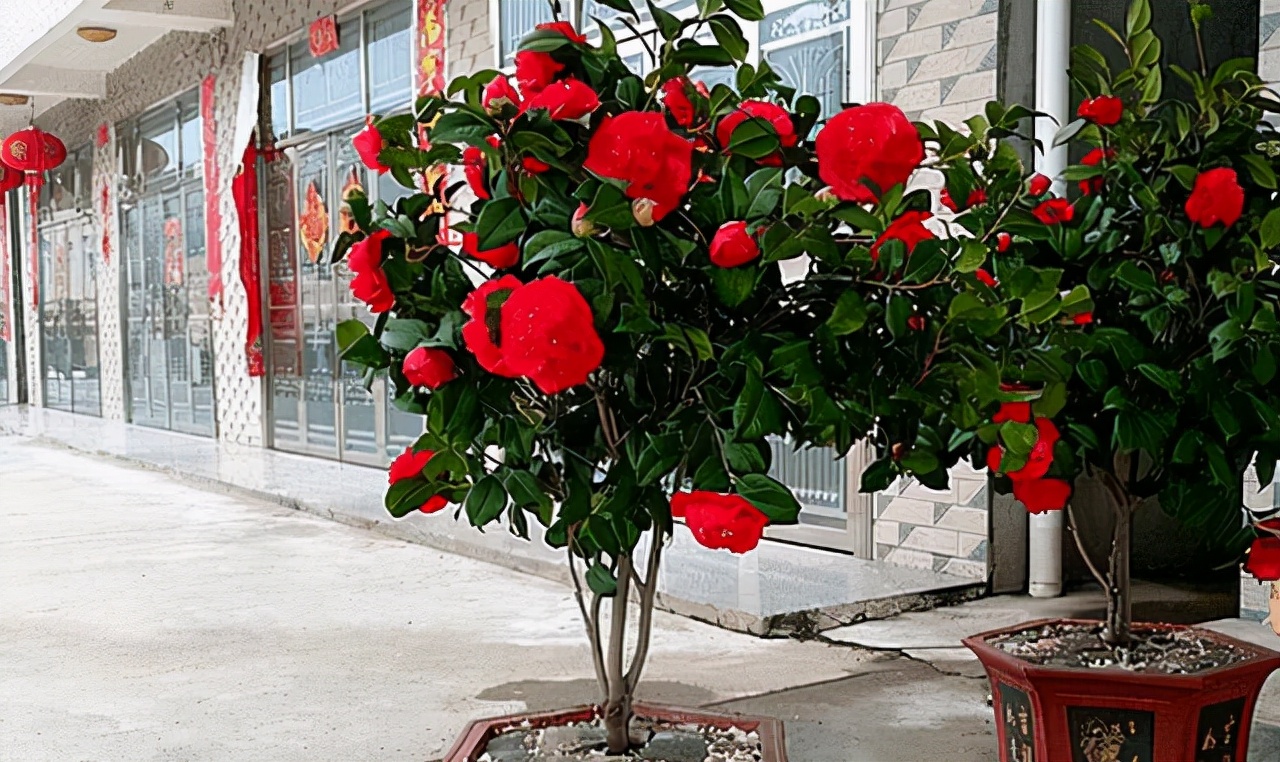 克瑞墨大牡丹花期,克瑞墨雪中开花