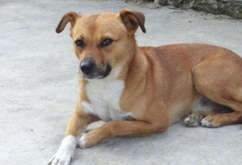 土狗基本都是什么品种,土狗哪个品种比较大