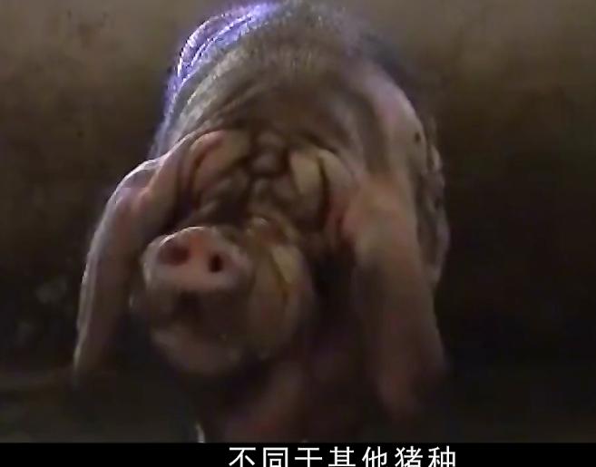 农民饲养天价猪种,中国养殖天价猪致富经