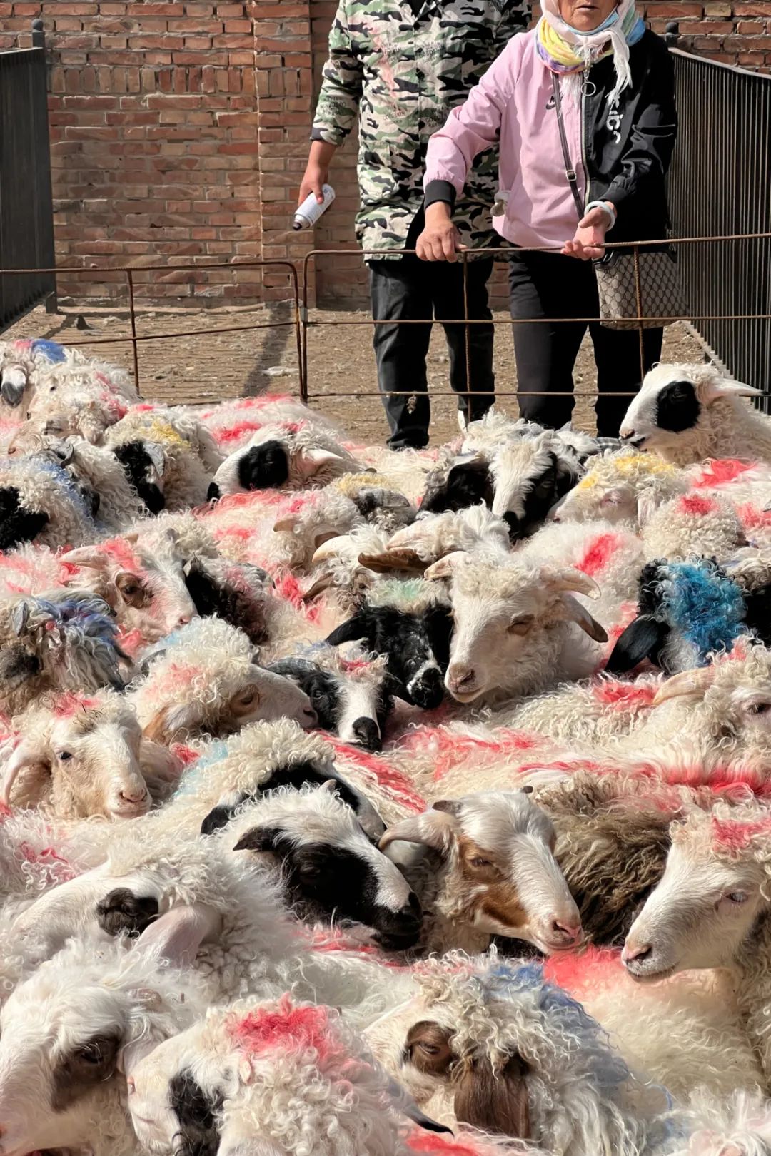 甘肃金昌的羊肉和盐池滩羊,盐池滩羊和横山羊肉