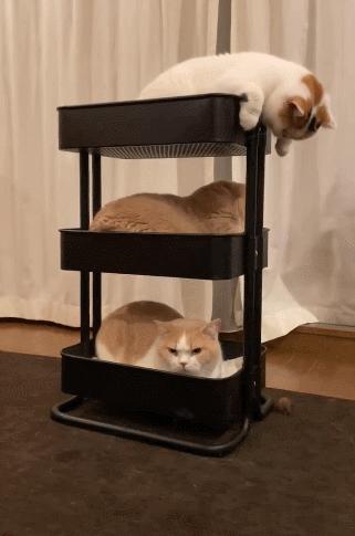 养猫的100个怪癖,养猫变态