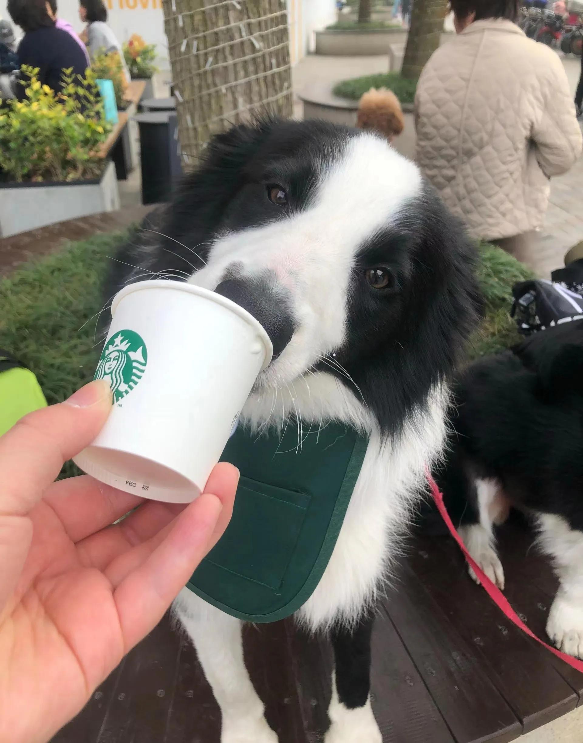 边牧生病上吐下泻怎么办,为什么边牧容易生病