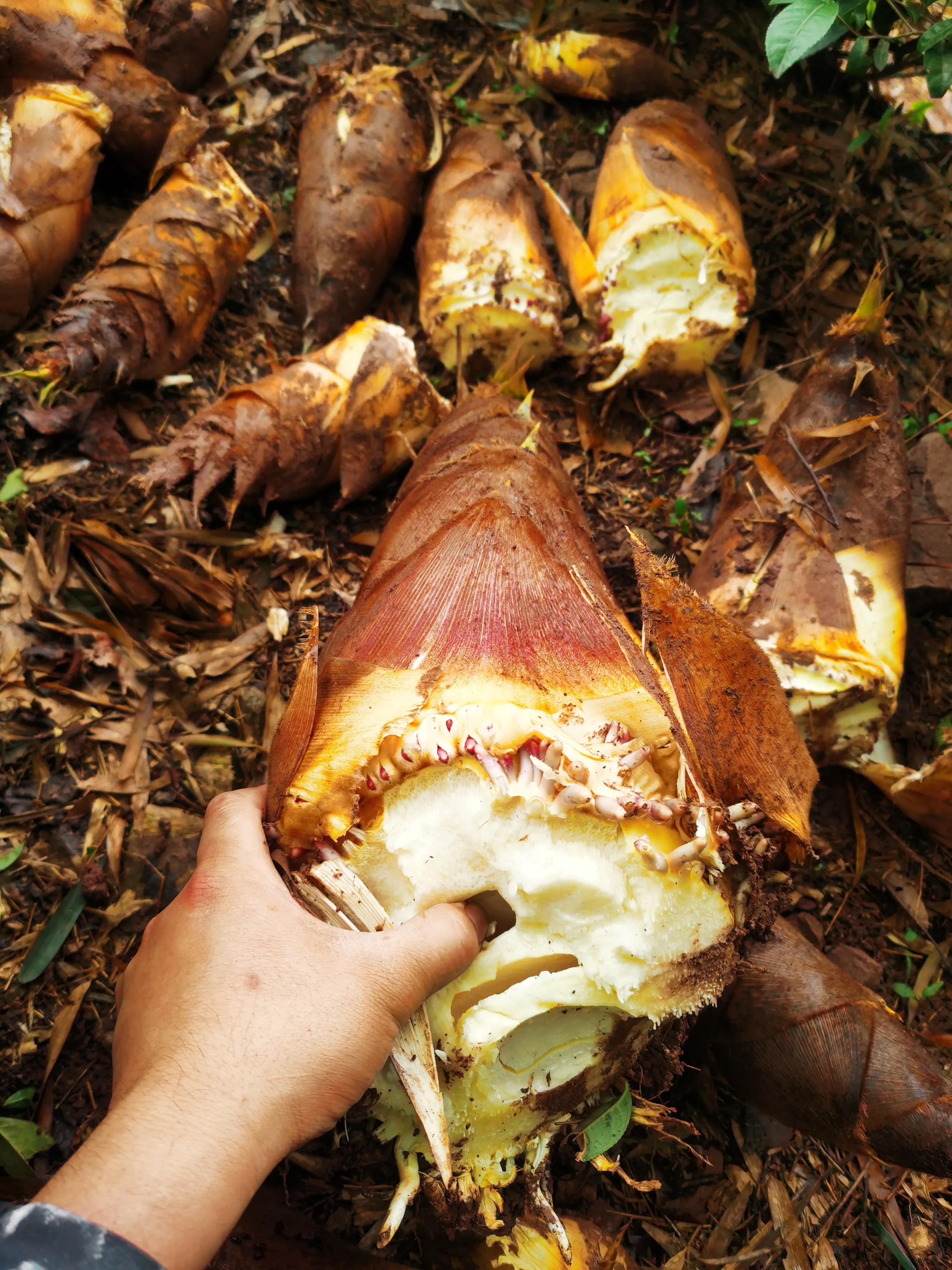 绍兴特产笋丝梅干菜的做法,绍兴特产笋丝梅干菜自产自销