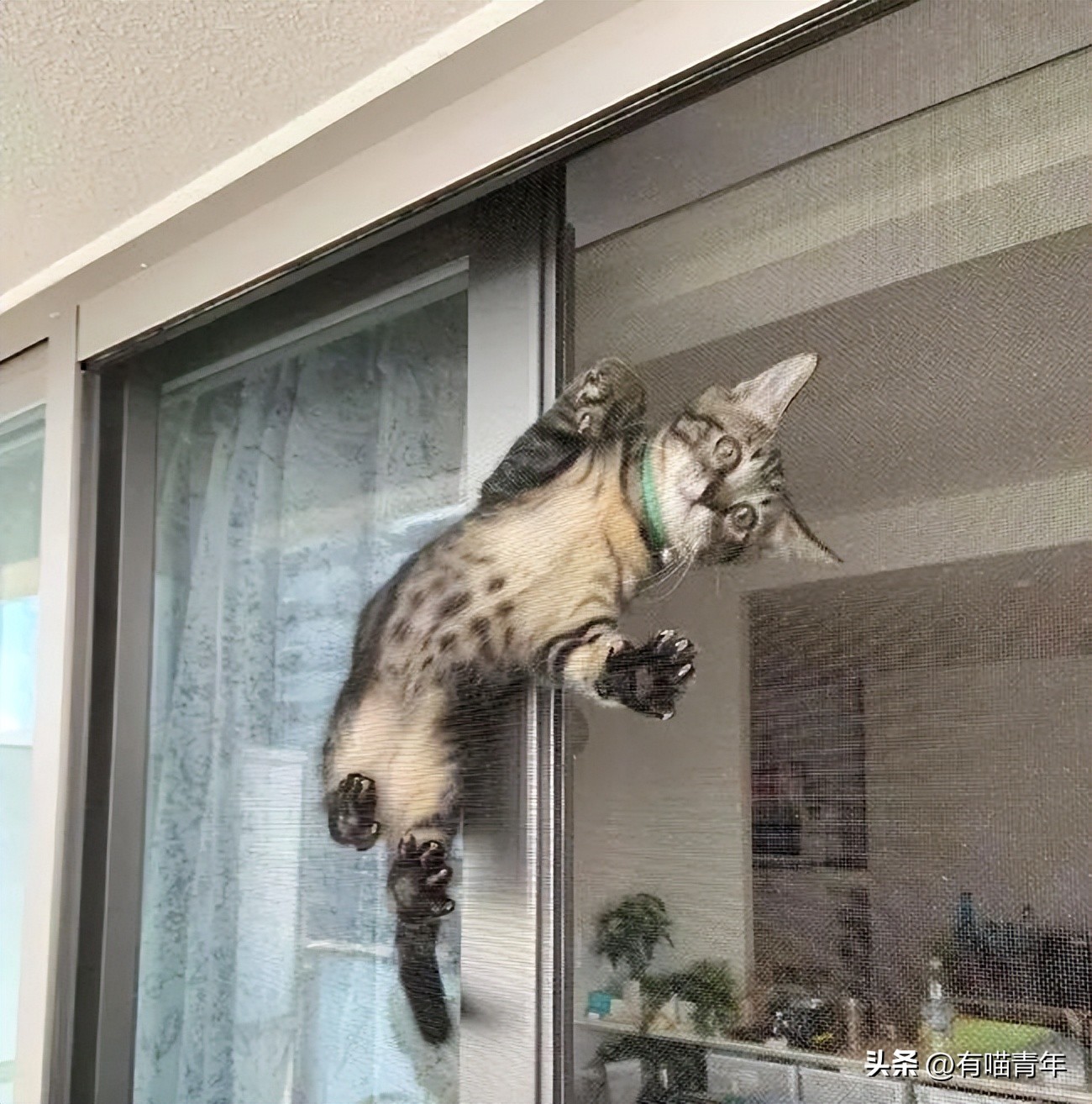 养猫不能放蟑螂药怎么办,养猫不能用的驱蚊方法