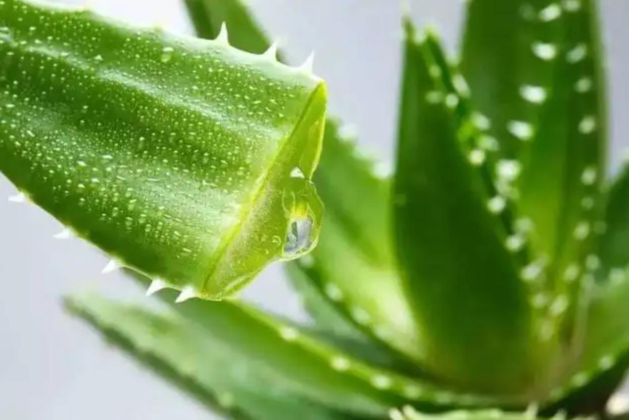 阴道炎瘙痒没完没了！有了傅青主这个方子，数月便可让炎症消失