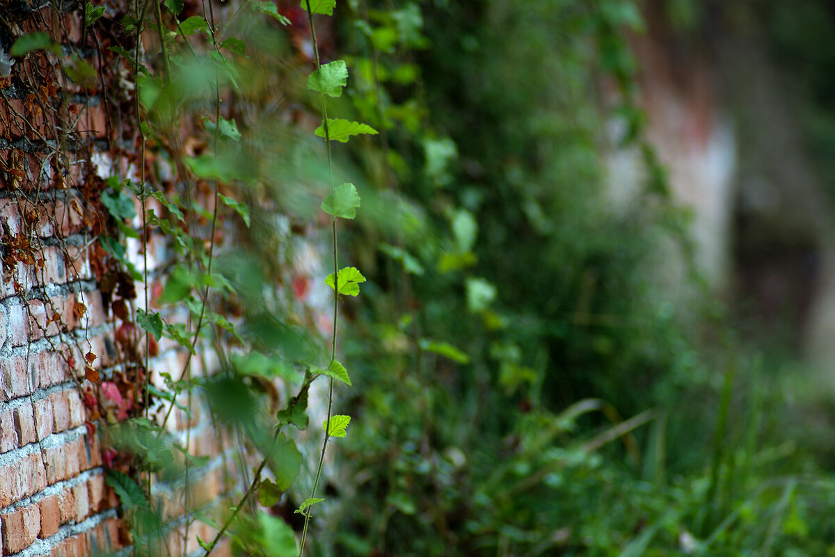 小学语文三年级下册必背古诗,小学语文考编必背古诗汇集朗读