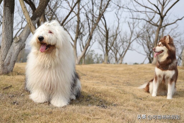 开心幽默笑话大全爆笑笑死人,最新幽默笑话大全笑到肚子疼