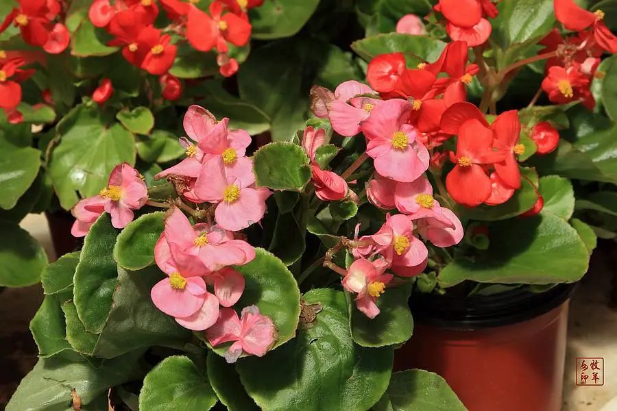 四季海棠花期过了怎么养,四季海棠花期过后怎么养护好