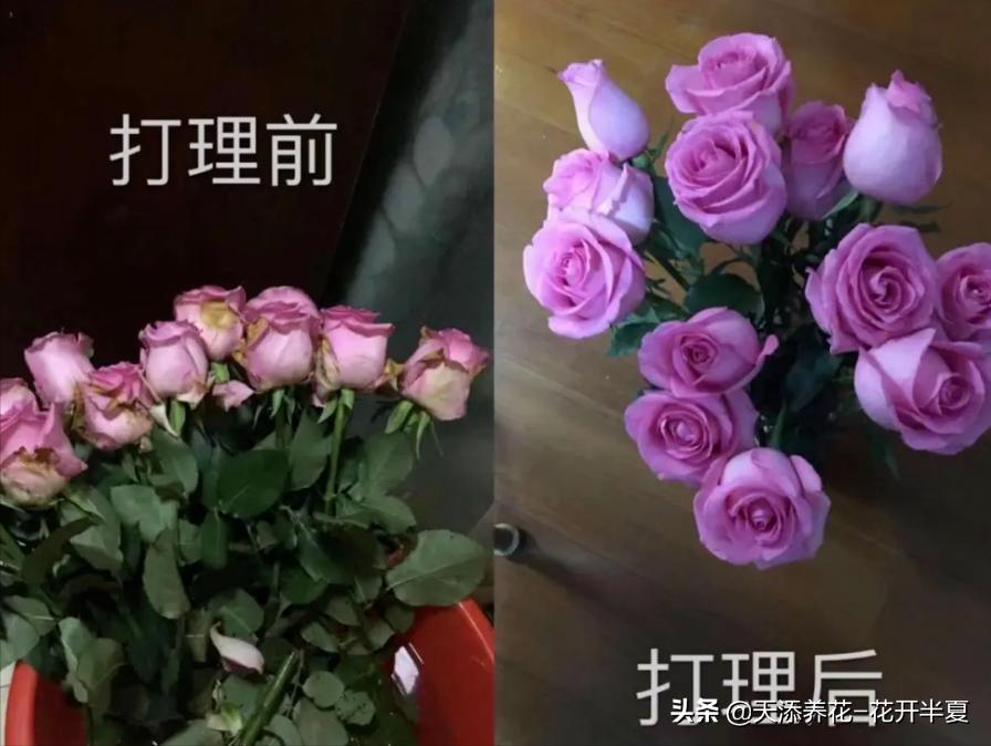 牡丹鲜切花怎么醒花,芍药鲜切花怎么醒花