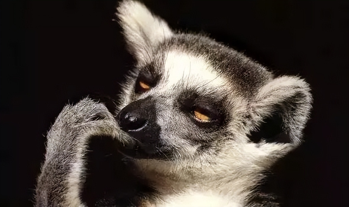 天鹅把*粟罂**当油菜吸嗨了，狗舔癞蛤蟆上瘾，动物吸毒有什么后果？