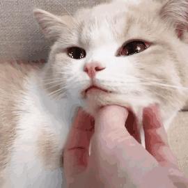 猫咪的名字应该叫什么才最可爱,猫咪经常喵喵叫代表什么