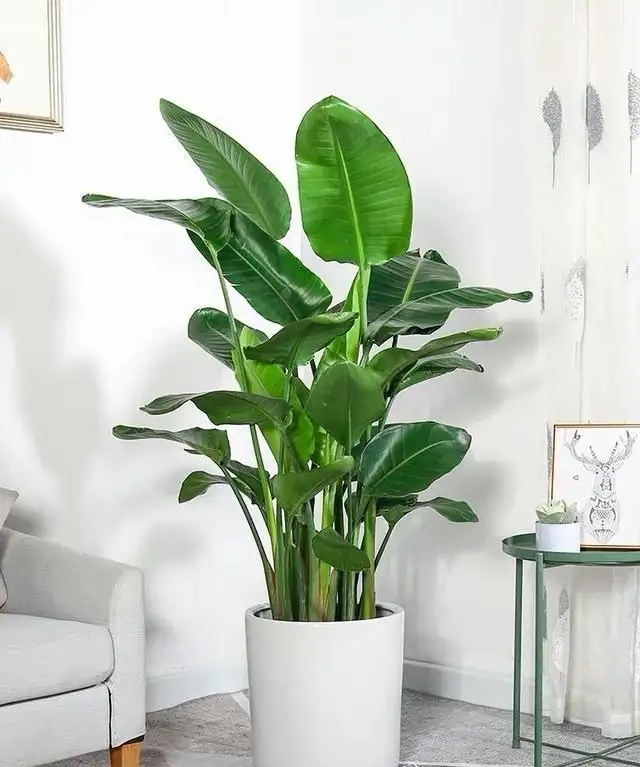 新房装修适合摆放的花,装修完室内放什么花净化空气