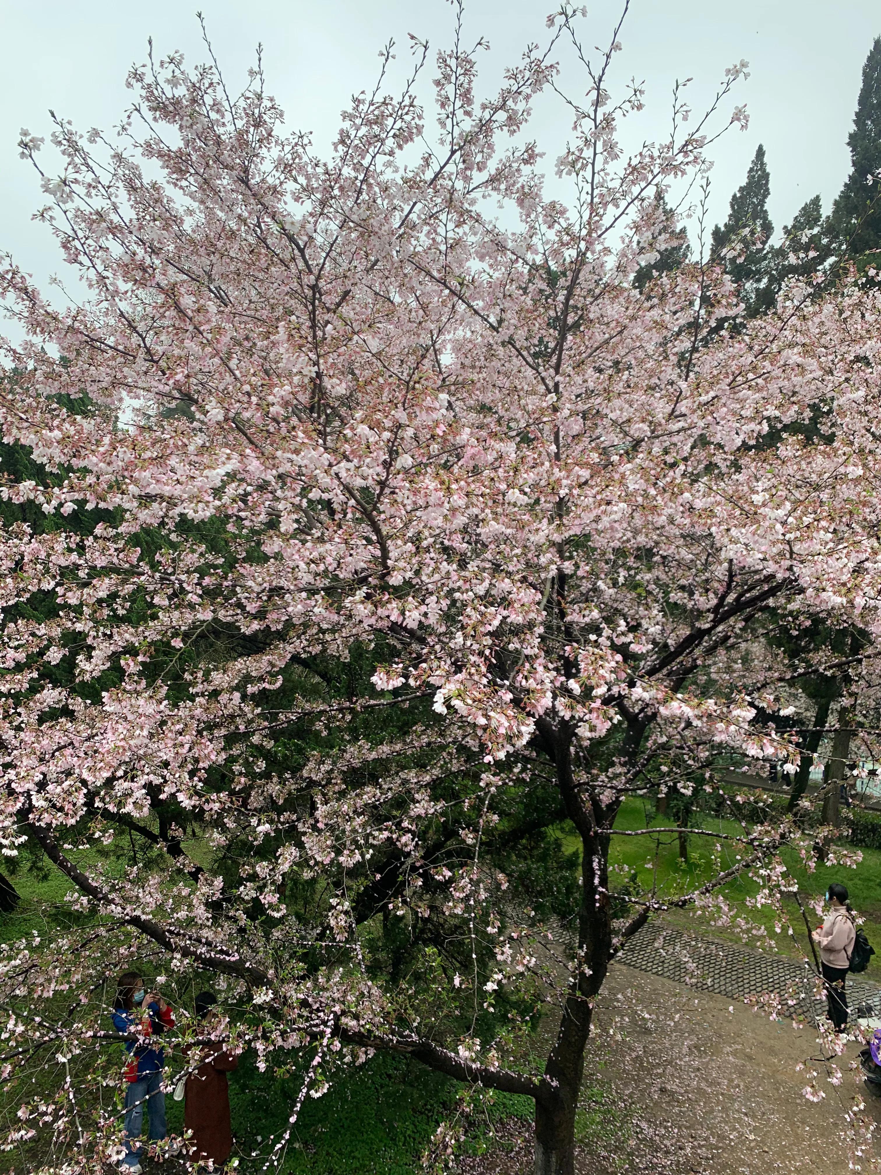 蛀虫多了,蛀虫处理