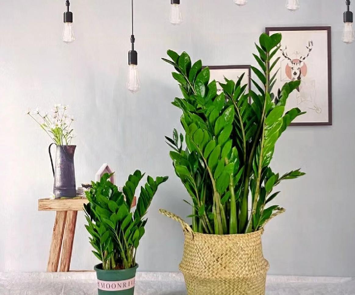 客厅养什么树最好看又好养,10种适合养客厅的吉祥树