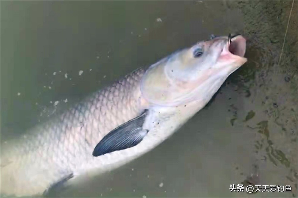 野钓大青鱼有哪些注意事项,野钓大青鱼的技巧供你参考哦