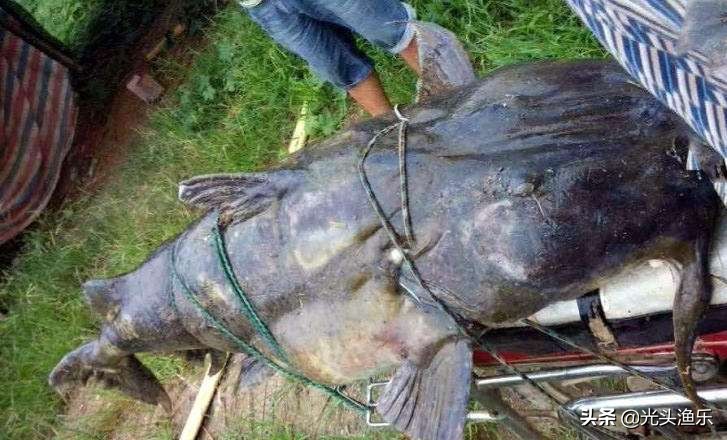十大淡水超大型鱼类,十大大型淡水鱼类