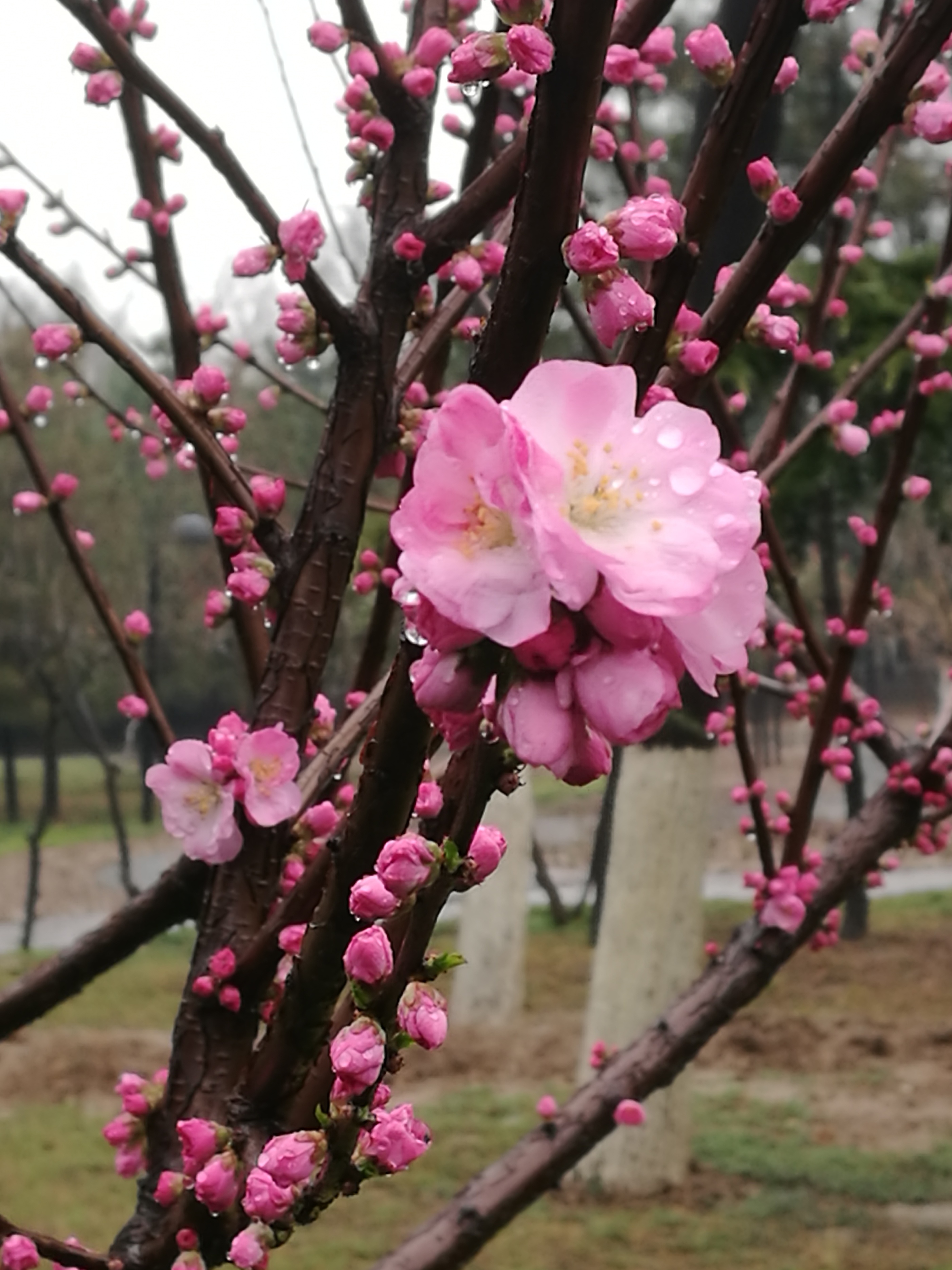 发·孔明一字文（14）