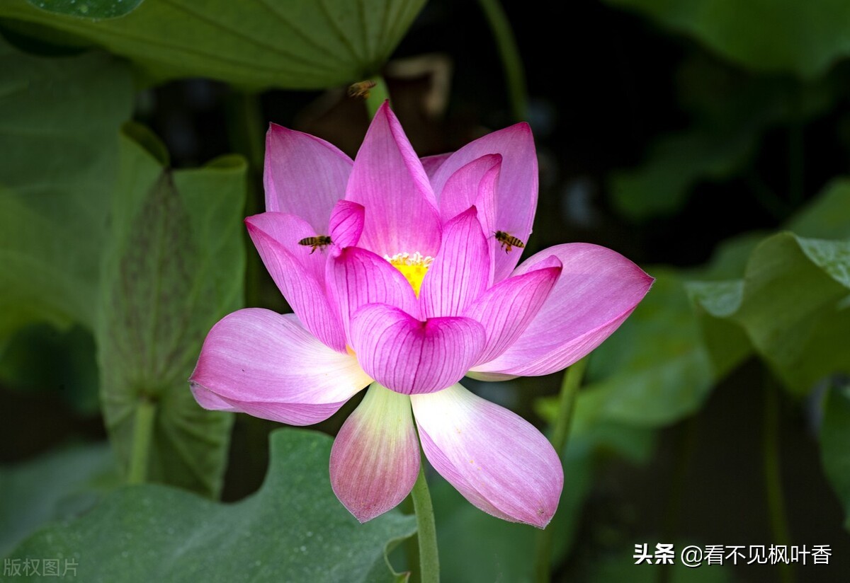 七月伊始，惟愿：绿意染心，静享岁华