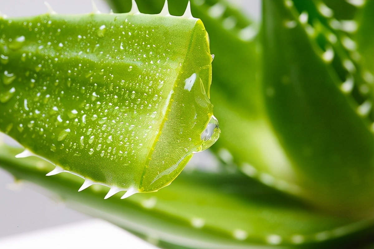 喜欢养花的人都会养什么花,喜欢养花的能不能养猫