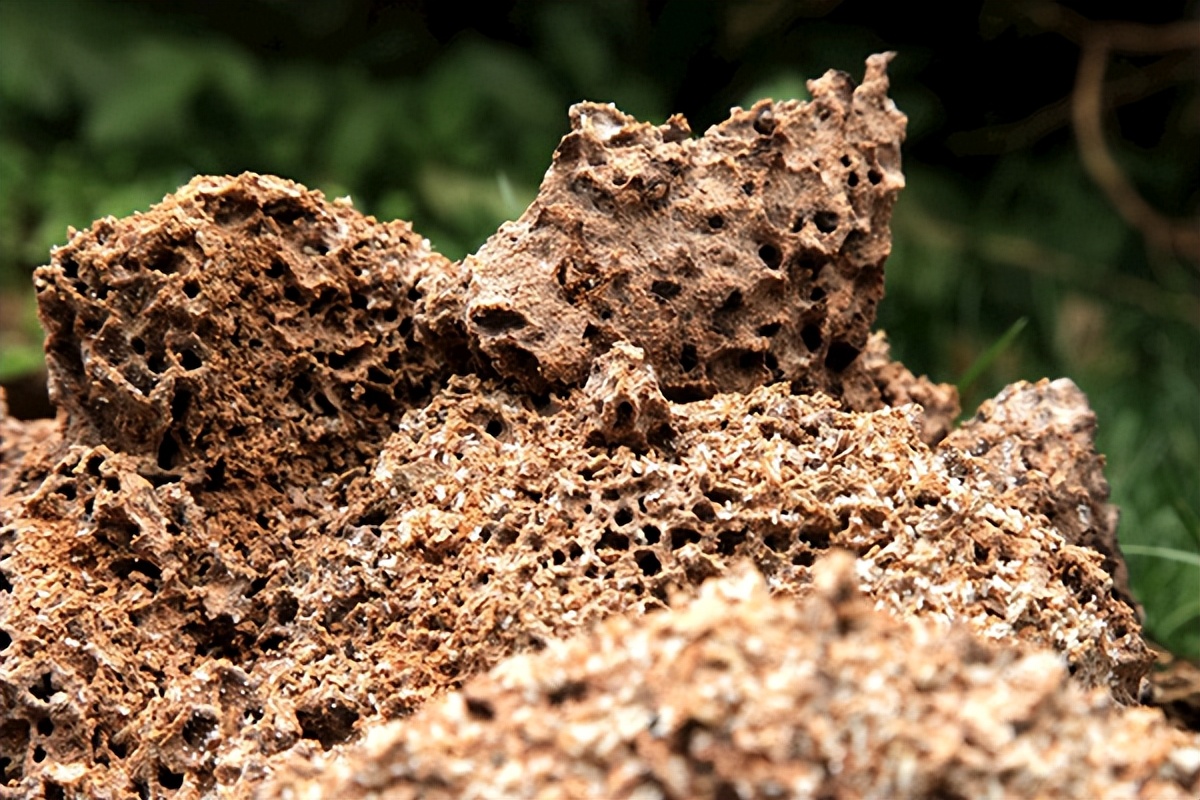 家中如何防治白蚁的方法,天宁区家里白蚁防治要多少钱