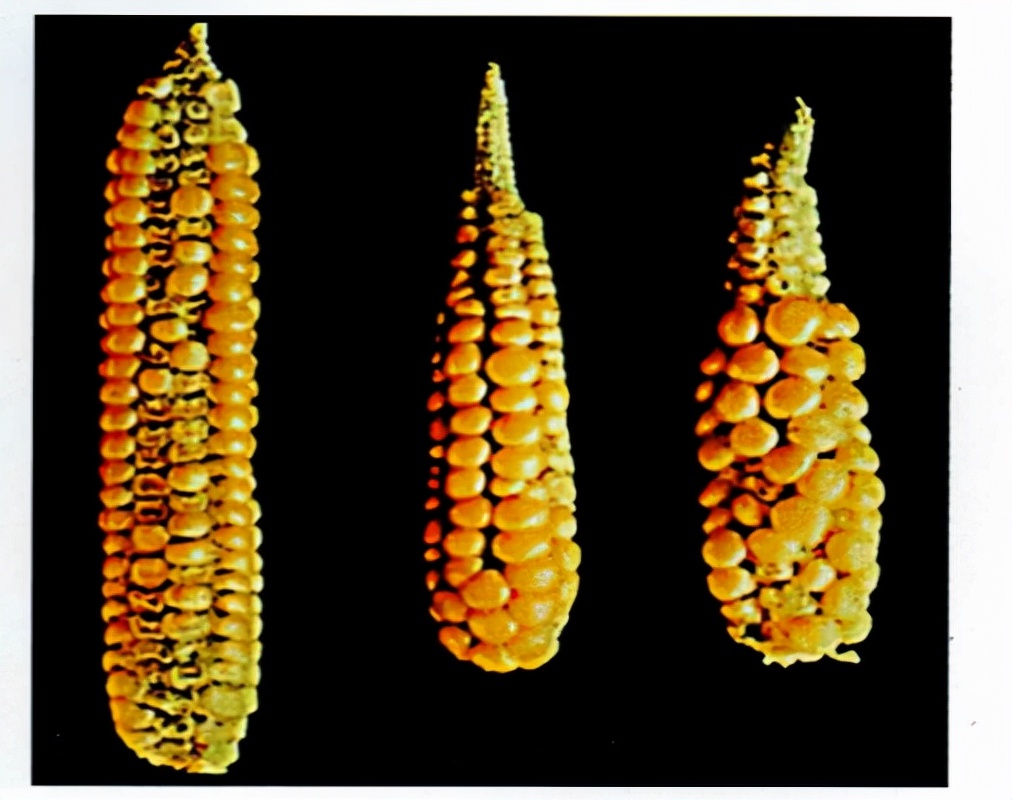 玉米缺钾的防治方法,玉米缺钾肥的主要症状有哪些