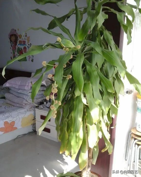 室外阳台观叶植物,阳台盆栽观叶植物