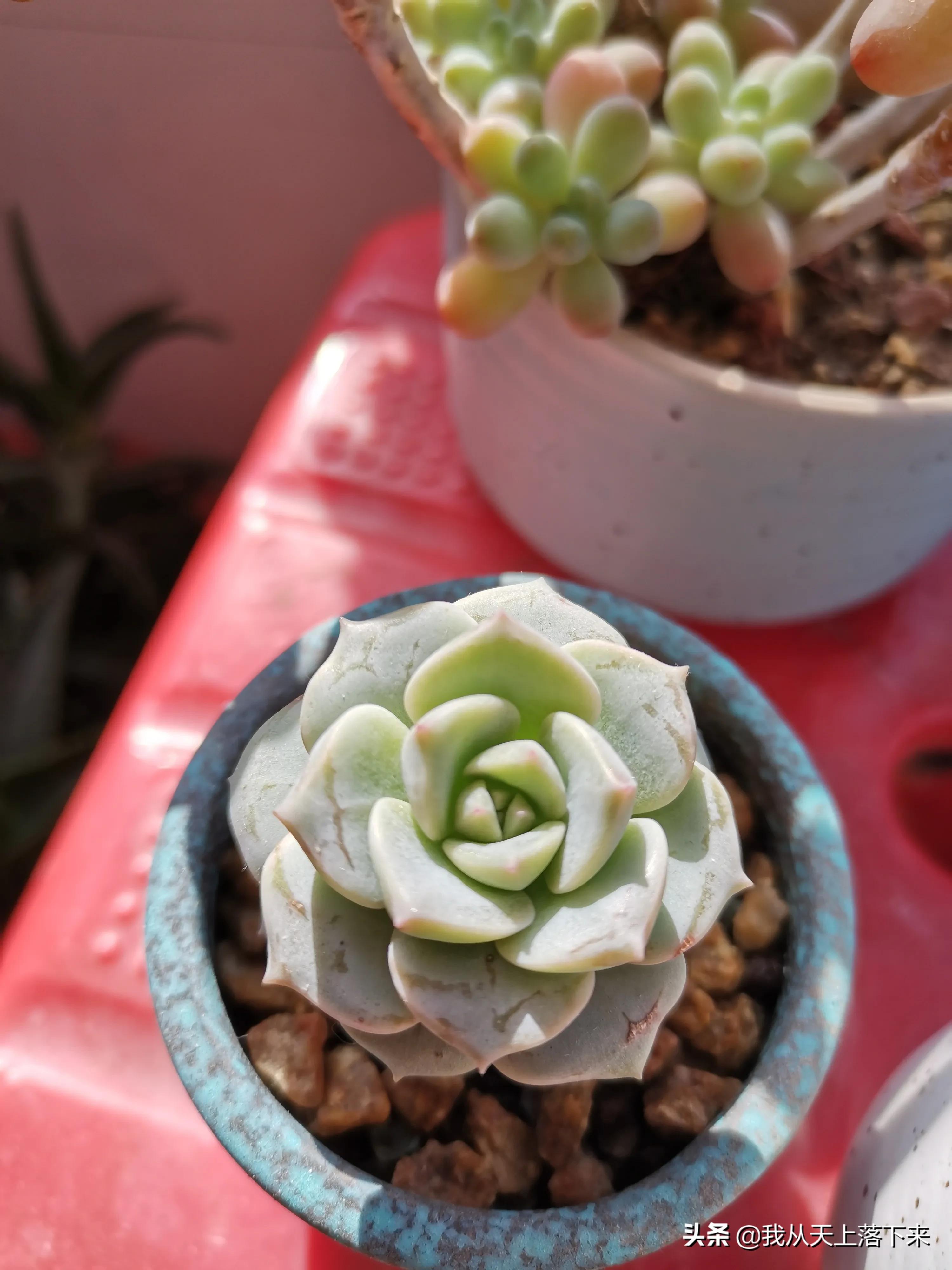 多肉品种及图片大全欣赏,多肉品种辨别图片大全欣赏