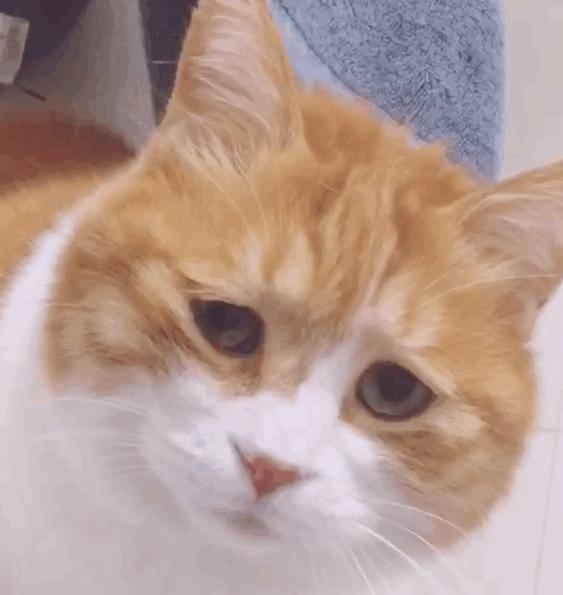 颜值超高的中华田园猫大科普,颜值爆表的8种中华田园猫