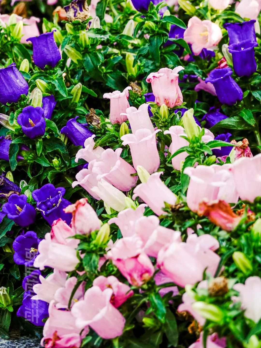 CRR百图斩｜公园里的新天地：上海蟠龙天地