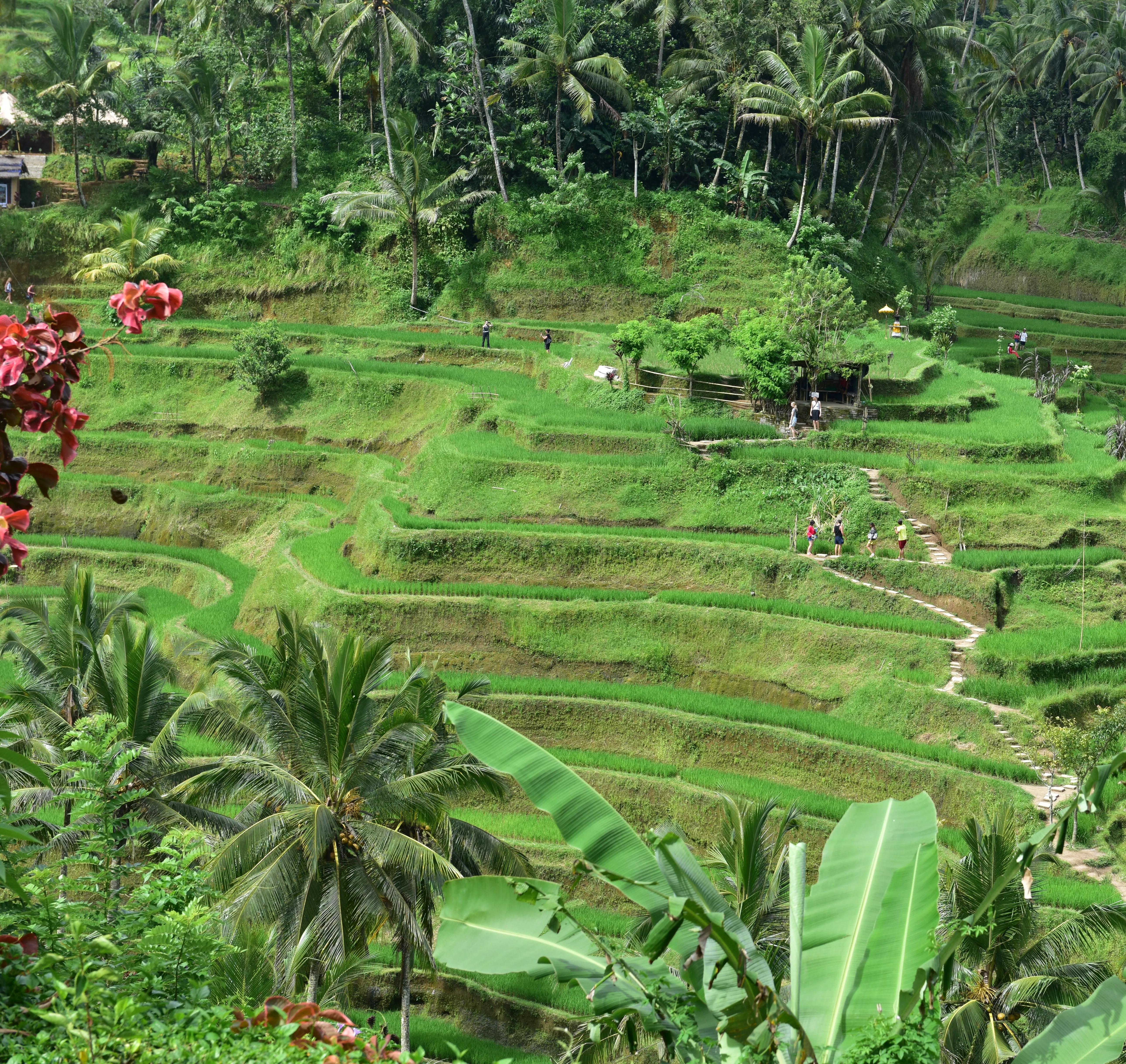 印象巴厘岛圣泉寺,巴厘岛的万种风情