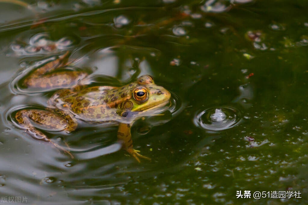 在自家院子造一个超级大的鱼塘,夫妻建造庭院鱼池小溪