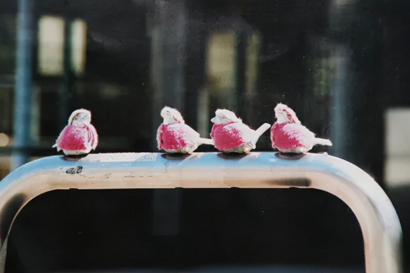 害怕小鸟受凉，有人悄悄为它们织了22年的毛衣