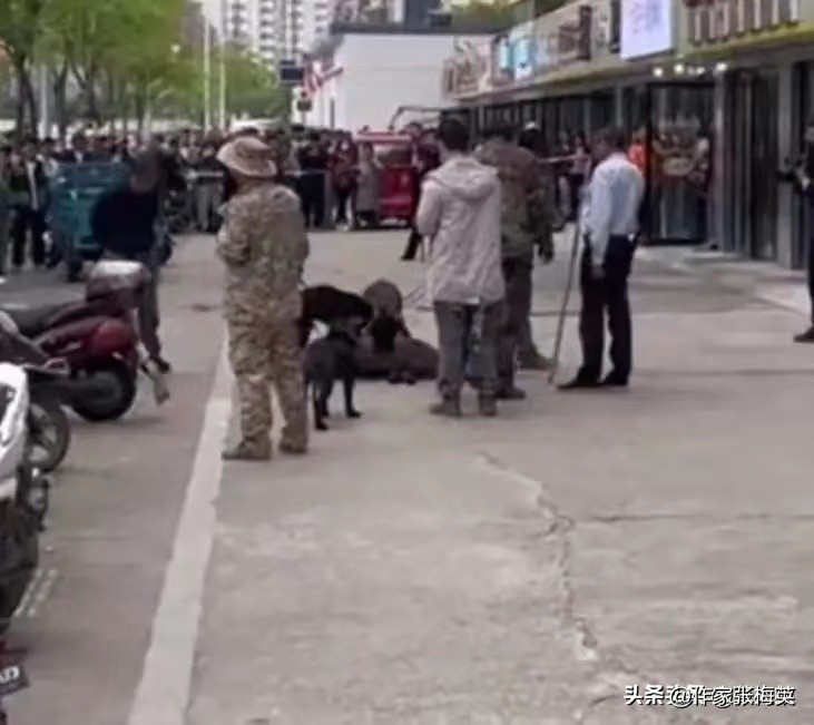 野猪闯入南昌街头彩票店完整版,野猪跑进彩票店南昌