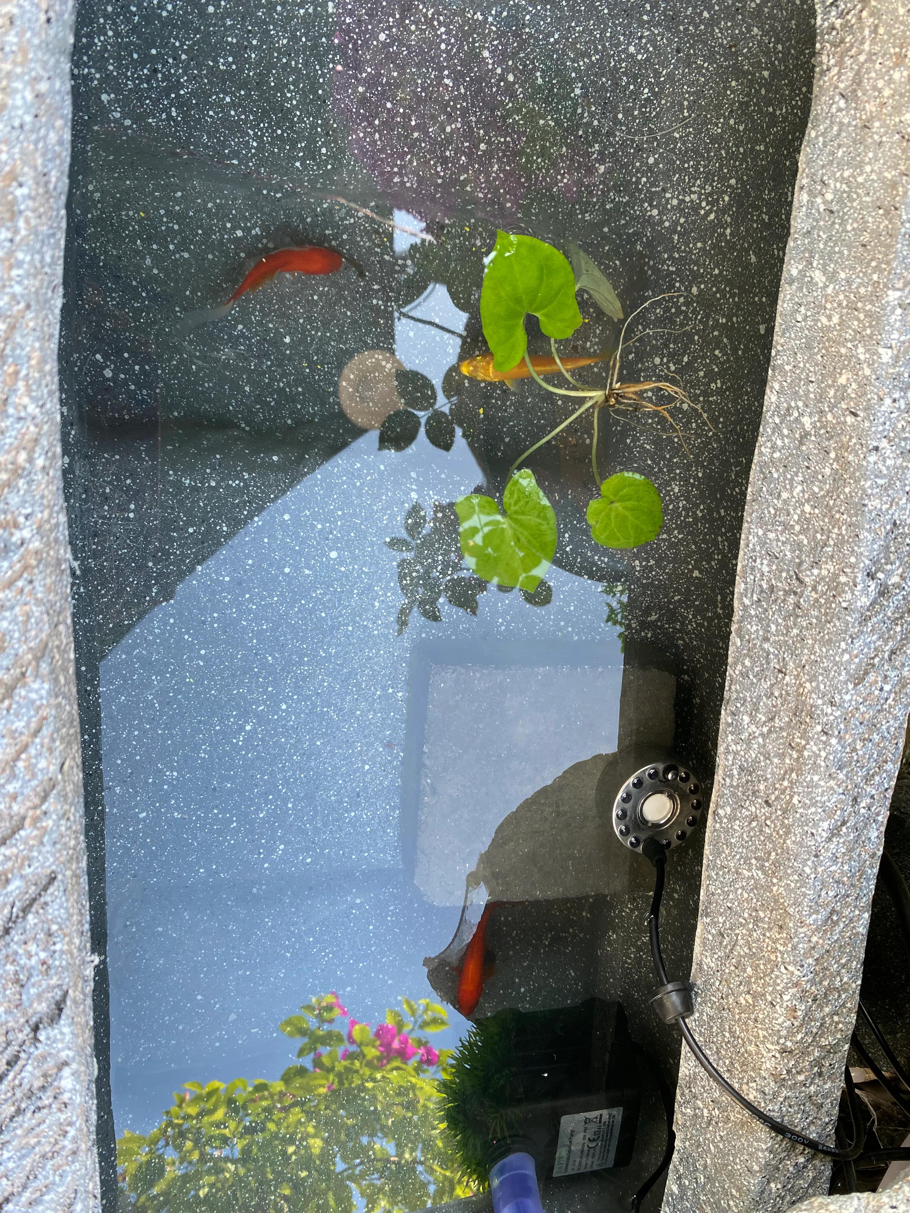 鱼池养金鱼的技巧和方法,小鱼缸养草金鱼的技巧和方法