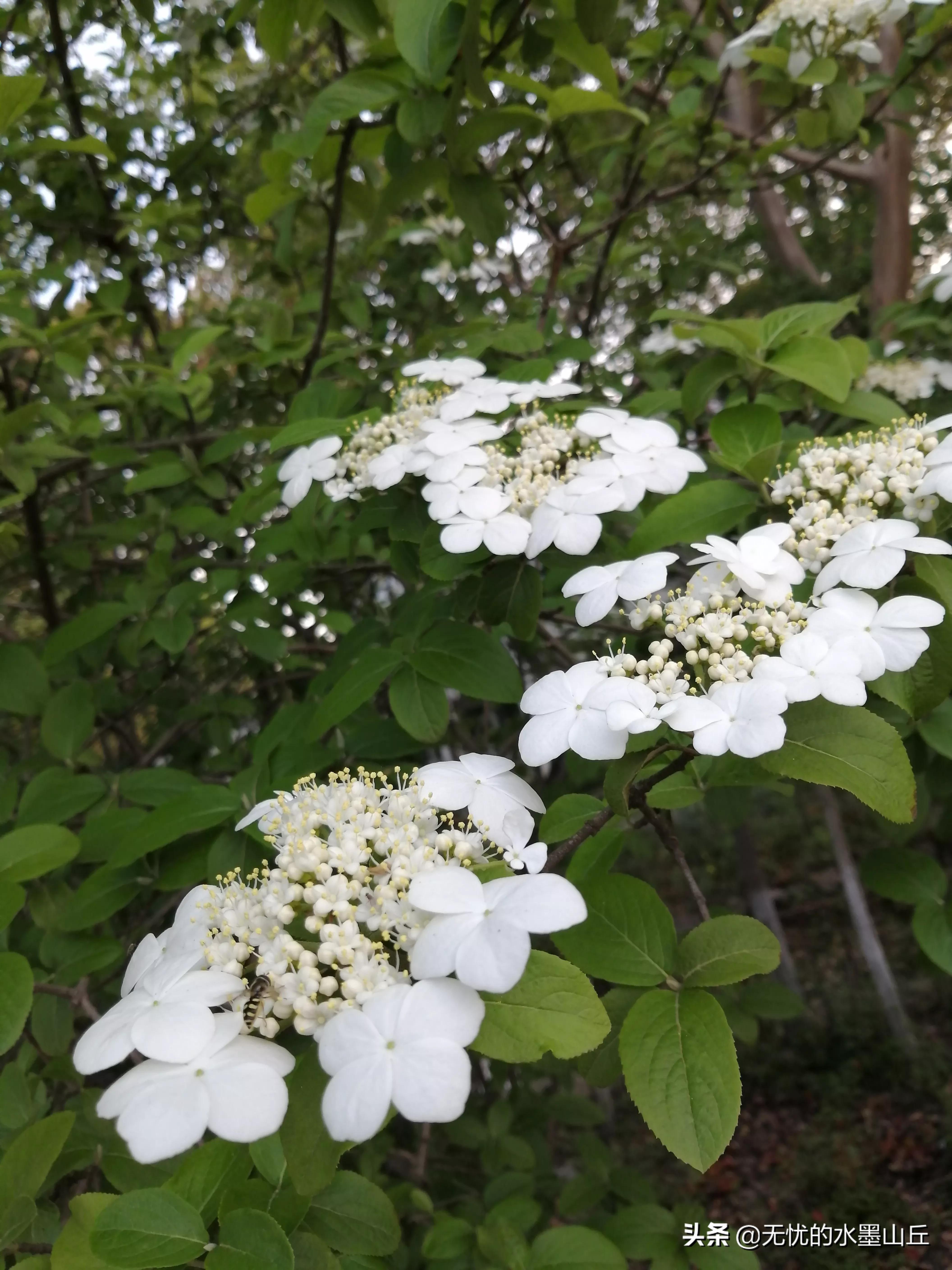 隋朝历史上的琼花之殇,隋朝时的琼花是什么样的