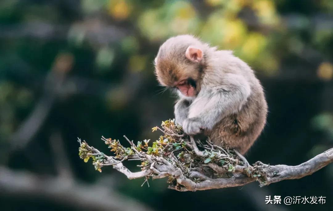 你是几月生的就代表你是什么动物,十二星座几月几日出生属什么动物