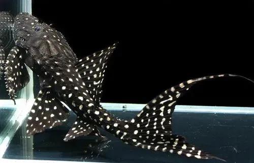 各种漂亮鱼的名称及图片,漂亮可爱的海水观赏鱼